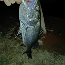 何とか1匹釣れました