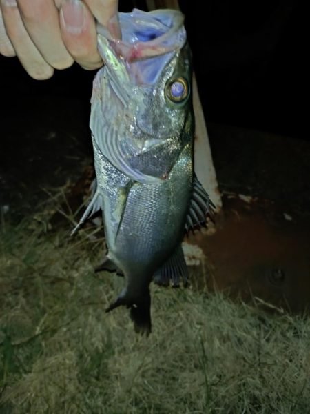 何とか1匹釣れました