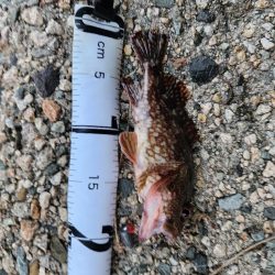 ロックフィッシュ