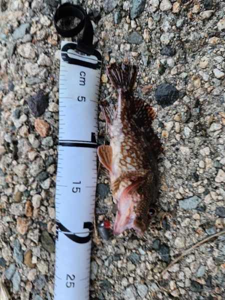 ロックフィッシュ