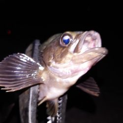 梅雨メバル調査3