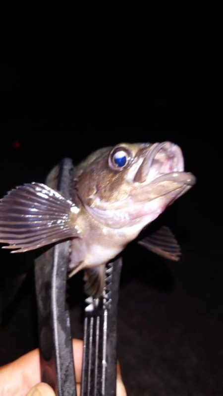 梅雨メバル調査3