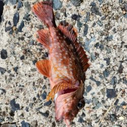 アオハタラッシュ