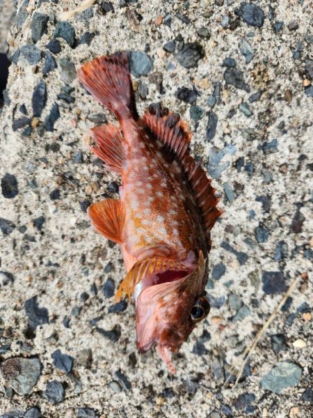 アオハタラッシュ