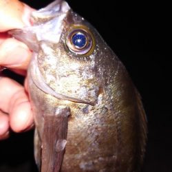 梅雨メバル調査4