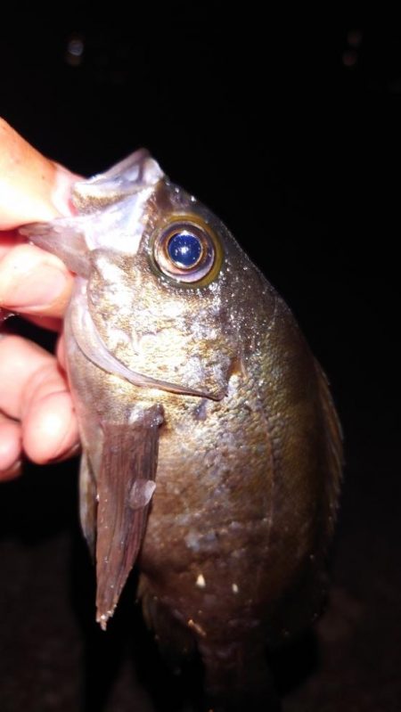 梅雨メバル調査4