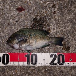 梅雨明けメバル調査2