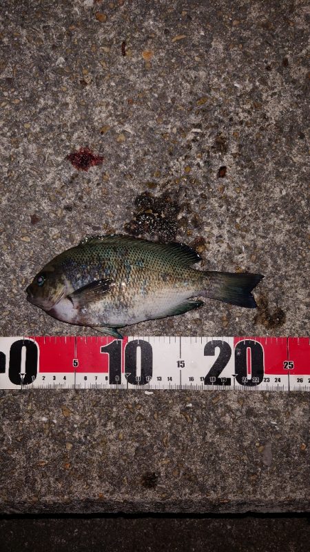 梅雨明けメバル調査2