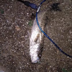 久々のシーバス