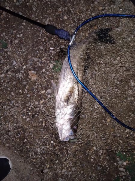 久々のシーバス