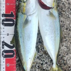 ヤズちゃんとアジ