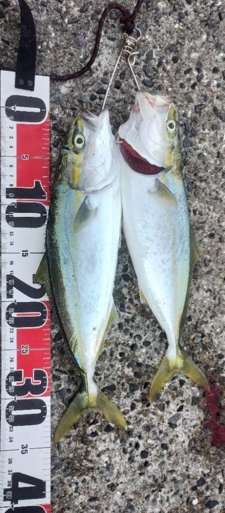 ヤズちゃんとアジ