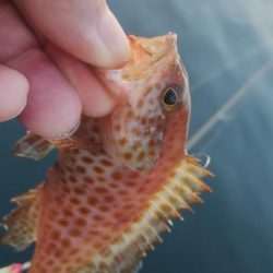 ジグサビキで3目