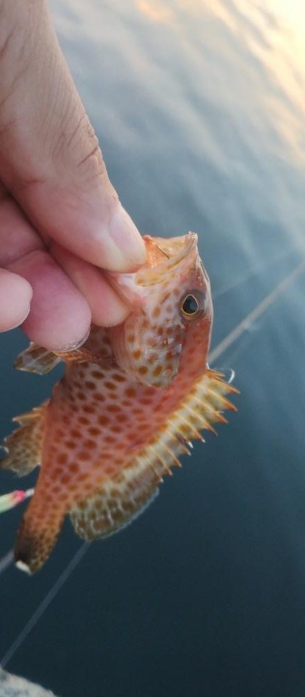 ジグサビキで3目