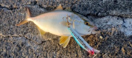 ライトショアジギング