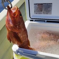 ロックフィッシュ