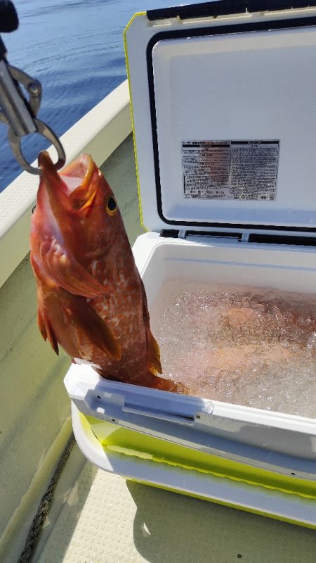 ロックフィッシュ