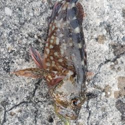 アオリイカ釣れた