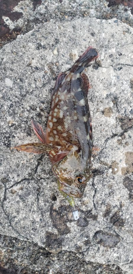 アオリイカ釣れた