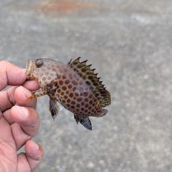 陸っぱり釣行記