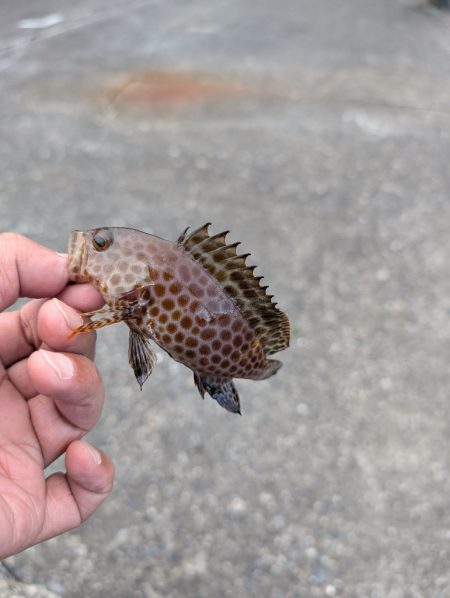 陸っぱり釣行記