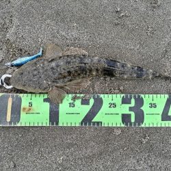 ヒラメ、マゴチ、シーバス釣れました!