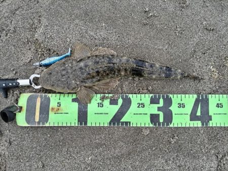 ヒラメ、マゴチ、シーバス釣れました!