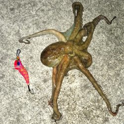 オクトパッシング③