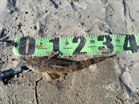 ヒラフッコとソゲとマゴチ釣れました。