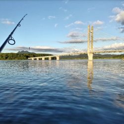 キビレ釣れました。