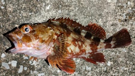 リベンジアジング