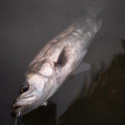 イナッコボイルシーバス