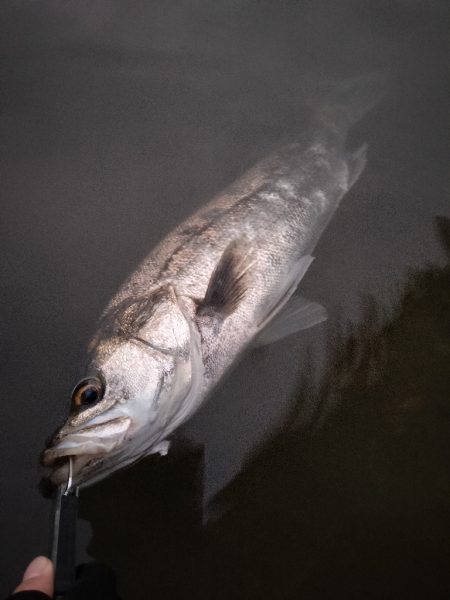 イナッコボイルシーバス