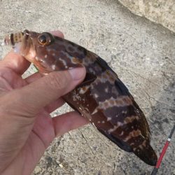 チャリコ湧いてる