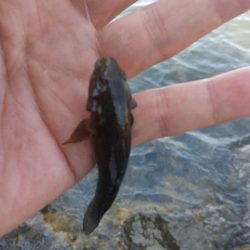 エビも終盤戦？