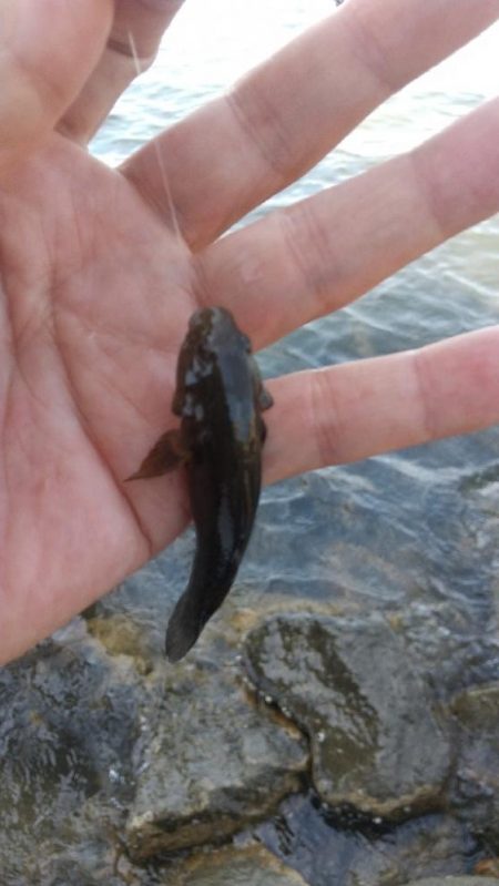 エビも終盤戦？