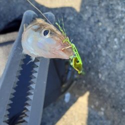 ライトゲームでキス釣り👍