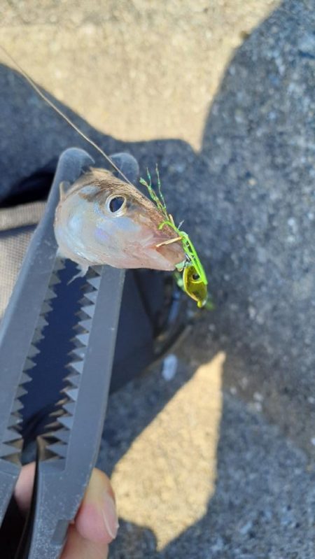 ライトゲームでキス釣り👍