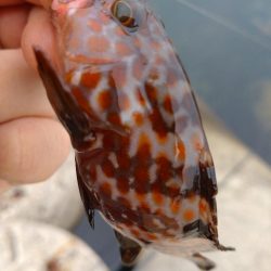 ベラ、チビハタ