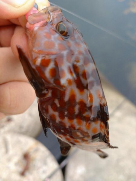 ベラ、チビハタ