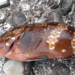 キジハタしか釣れない