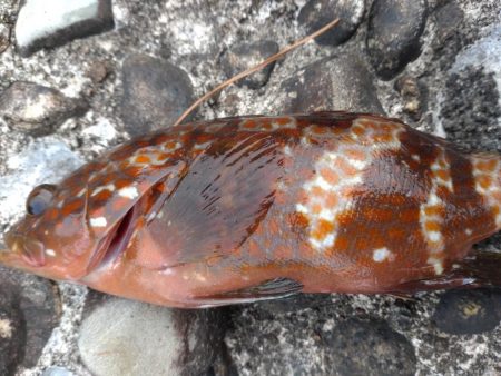 キジハタしか釣れない