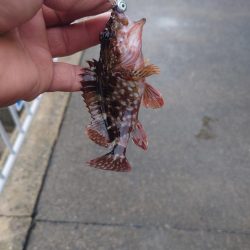 仕事帰りのロックフィッシュ