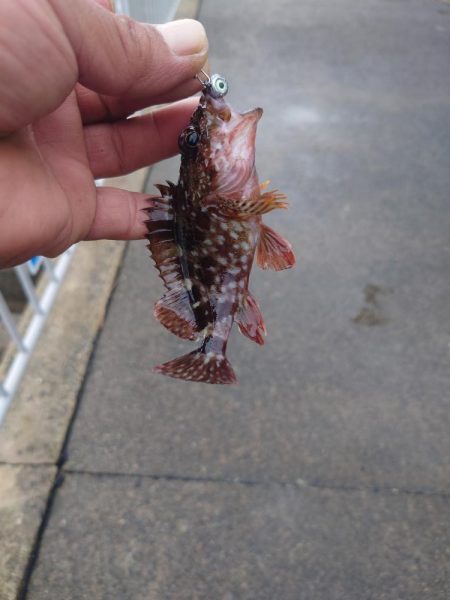 仕事帰りのロックフィッシュ