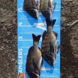 おかっぱり波止から紀州釣り🥵