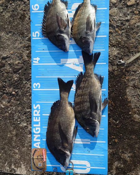 おかっぱり波止から紀州釣り🥵