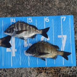 おかっぱり波止から紀州釣り🥵