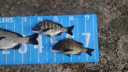 おかっぱり波止から紀州釣り🥵