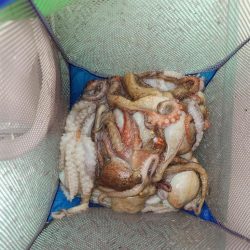 今年初の船タコ