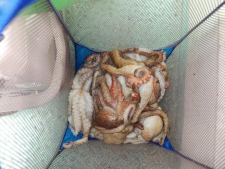 今年初の船タコ